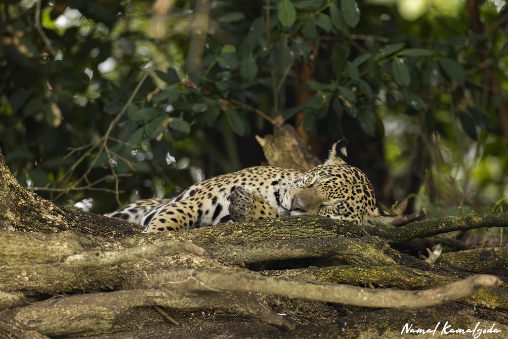 Namalkamalgoda's tweet photo. Sleepy time in the Pantanals. 

#Brazil #canonwildlife #jaguar #bigcat #pantanals https://t.co/yTSopCV2nr