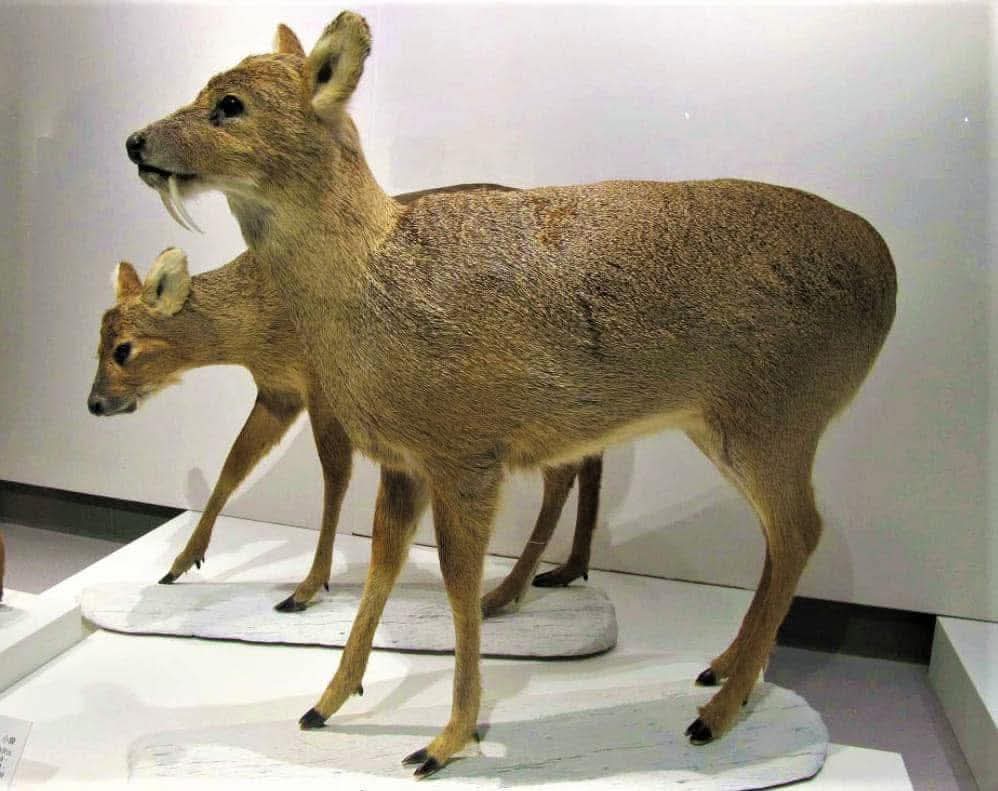 考古新發現 ! 台灣曾經存在過長著長獠牙的鹿 ⁉️
自14至18世紀間官方資料中常以麞、麂、獐等字記錄之，而最晚存在於台灣大約在19世紀初。
據科博館網站的簡短介紹 : 「獐是一種小型鹿，體型近似山羌，無角，上犬齒形成突出獠牙，生活於沼澤溼地，能在河湖海灣游泳，以嫩草嫩莖為食。