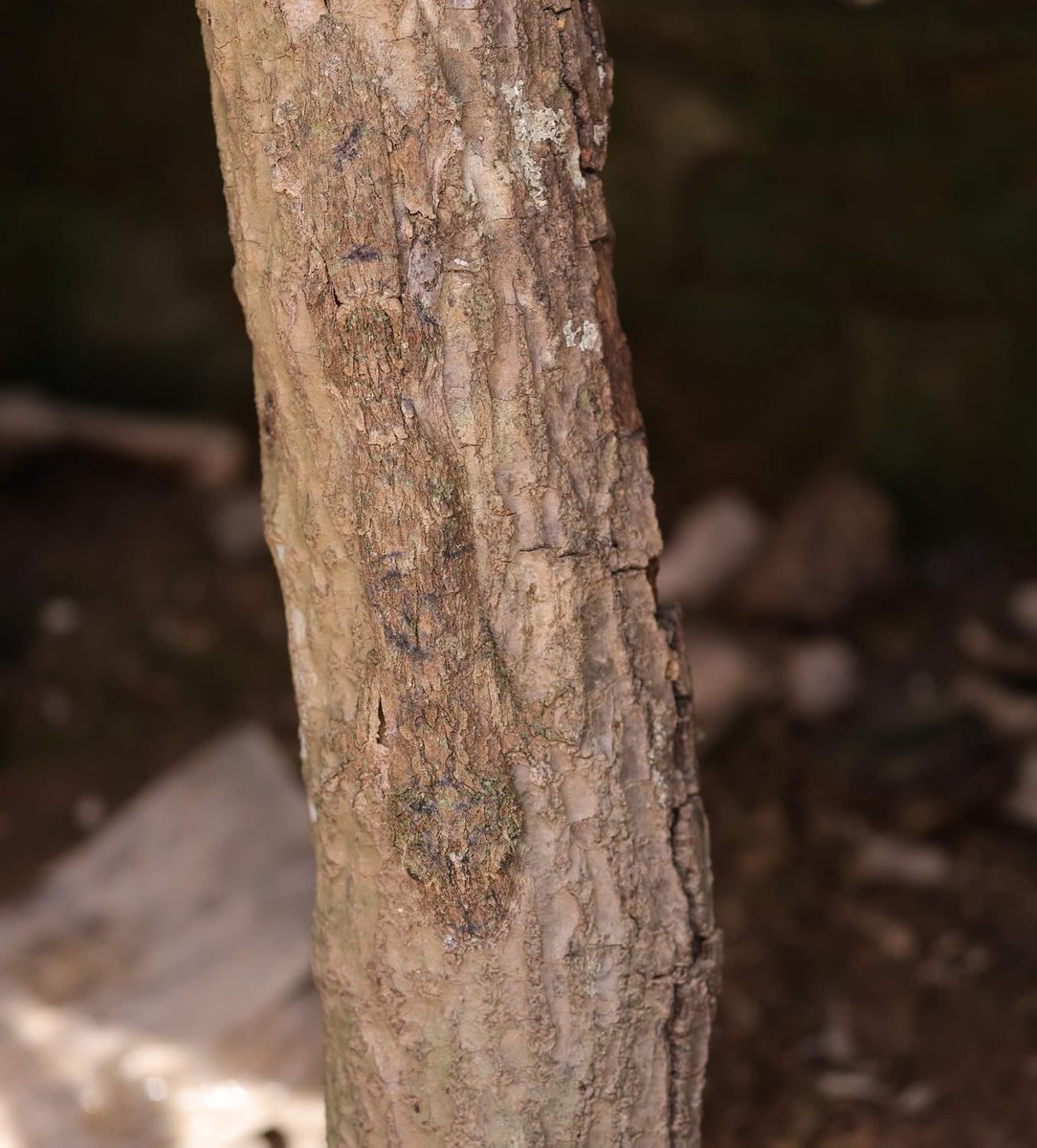 Raging Bull tweet media