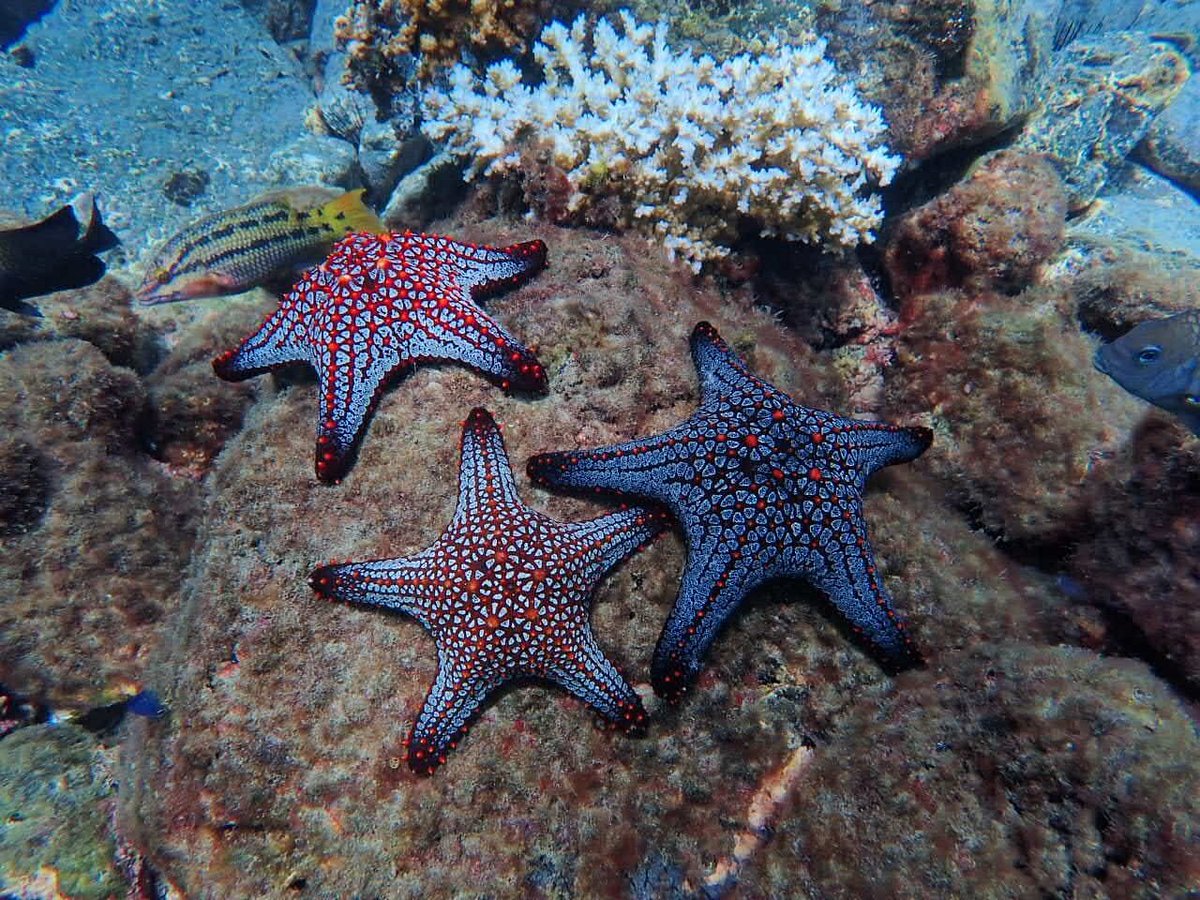 Up close with the sea’s hidden wonders. 🐟✨

Book your stay today!⁠
🌐 villabuenaonda.com⁠
📧 reservations@villabuenaonda.com⁠
📱 +1-800-414-0159⁠
⁠
#VillaBuenaOnda #CostaRica #PuraVida
