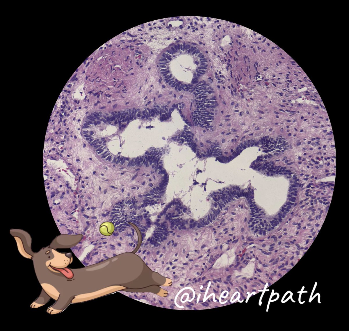 iheartpath tweet media