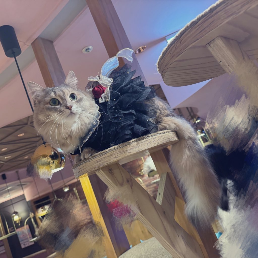 今日はねこカフェに行ったりふぁんfunさんに行ったり、とっても楽しい