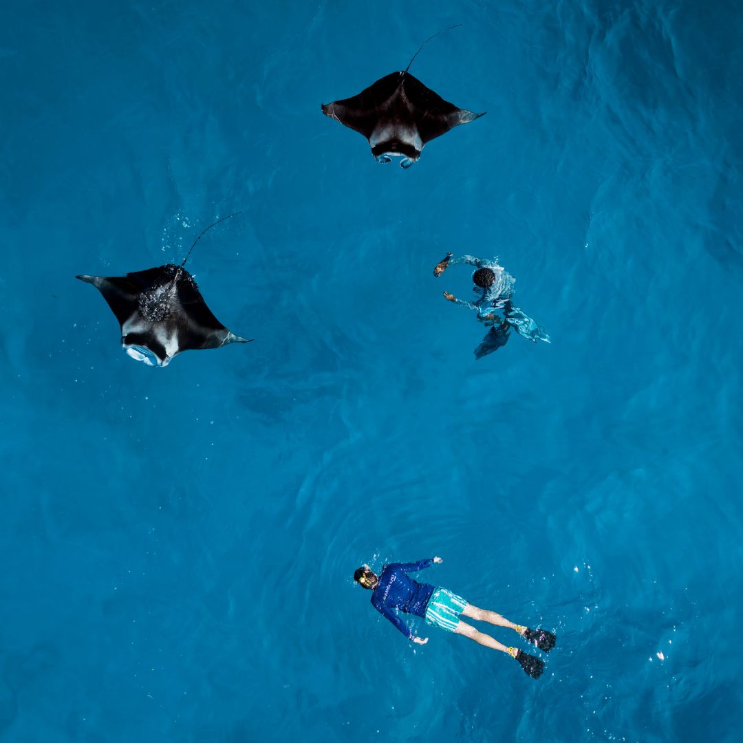 Where unforgettable encounters meet the magic of the Maldives.

#Marinelife #UnderwaterWonders #NooviluSports #VisitMaldives #KandolhuMaldives