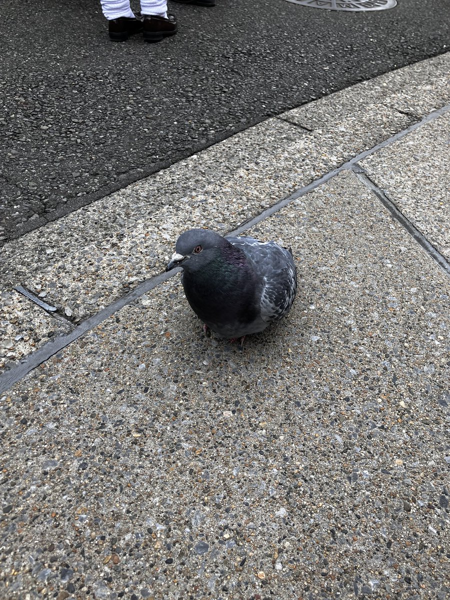 すないぬ tweet media