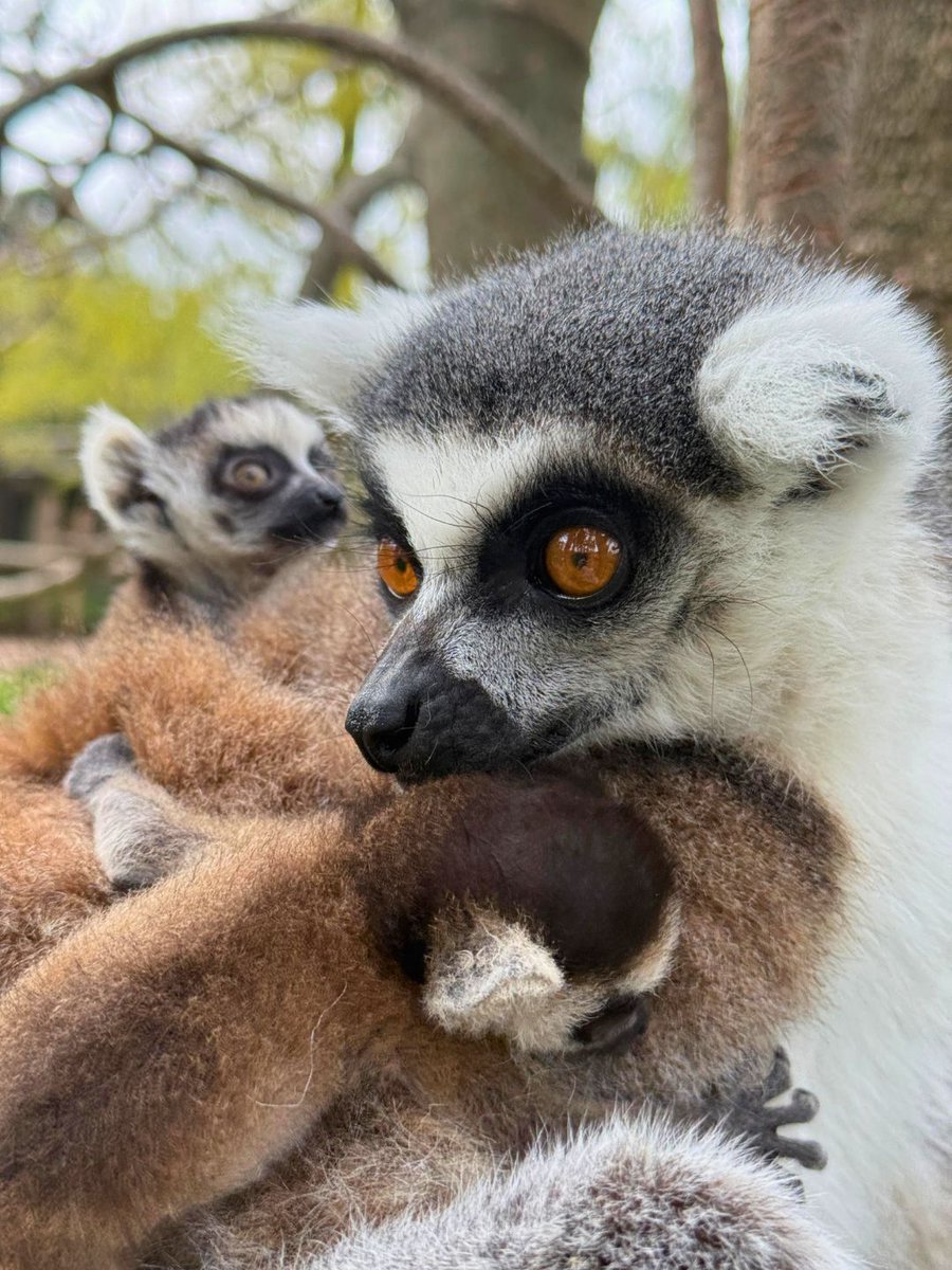 Fundación Temaikèn tweet media