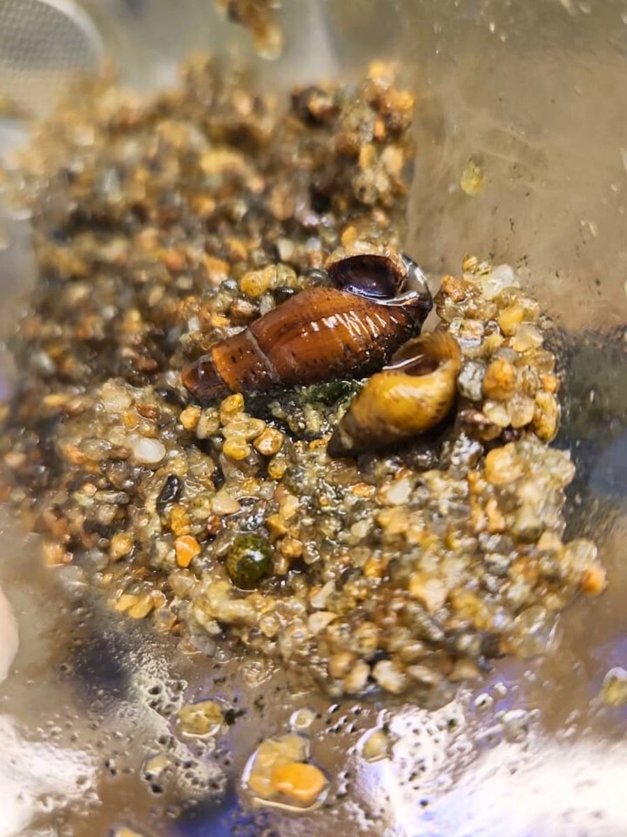 Fundación Temaikèn tweet media