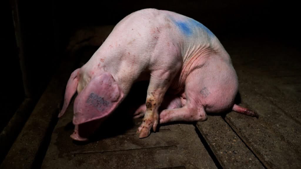 “Alive but denied anything that resembles a life - existing but not allowed to live. Don't pay for animal abuse, don't buy animal products.”

~ Close all slaughterhouses