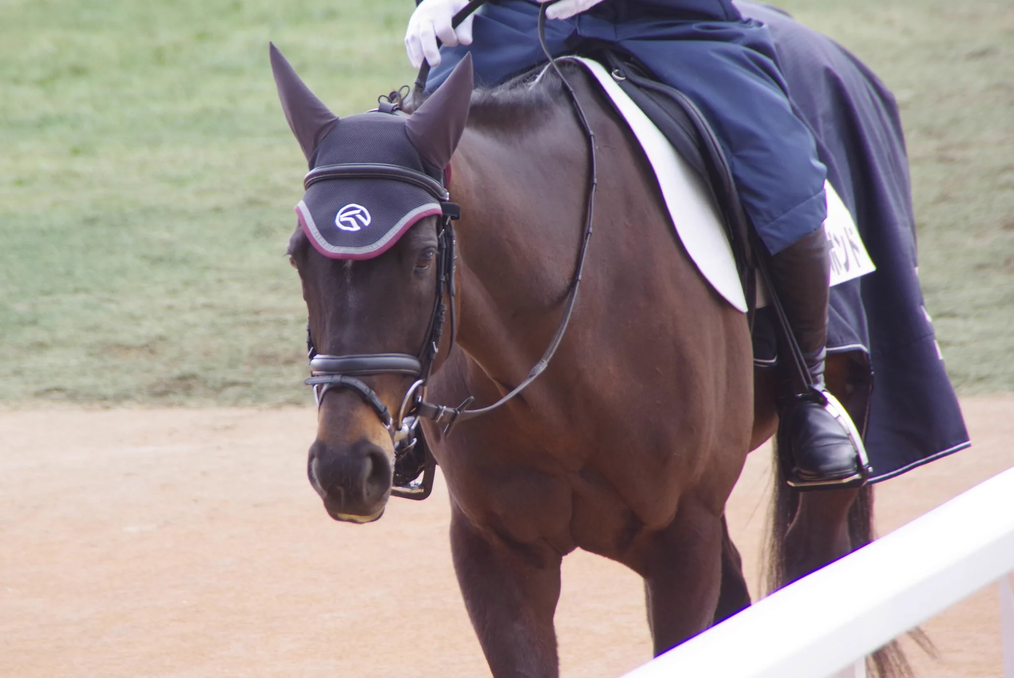 ディープボンド、京都競馬場で花壇突入大暴走