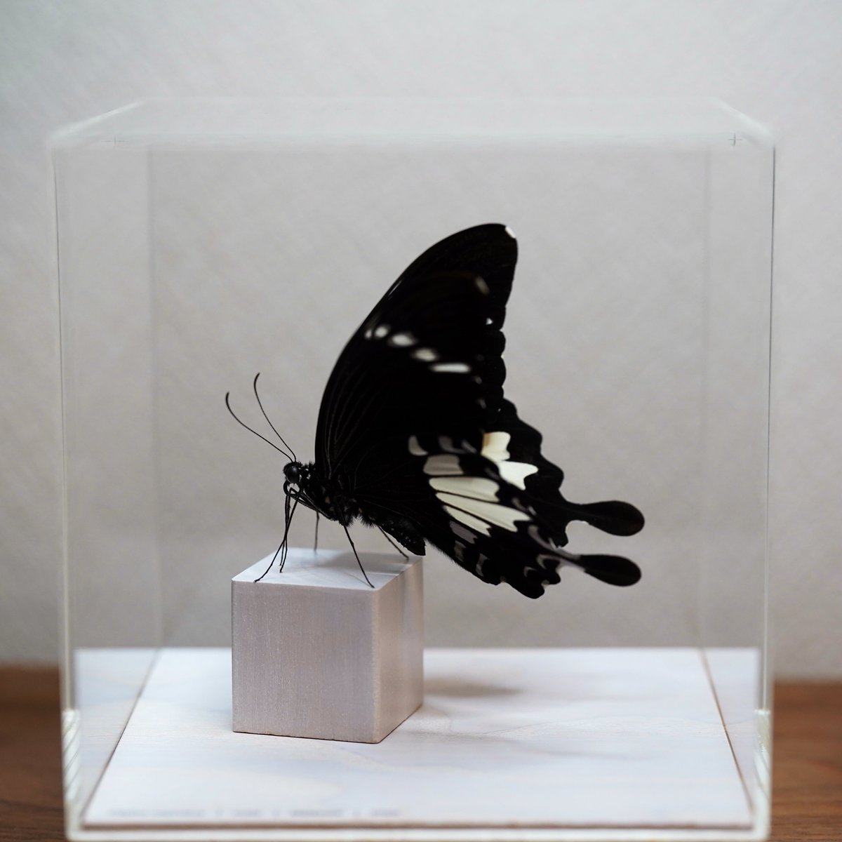 シロオビモンキアゲハ 海外産の蝶の標本で特に気に入っている1頭。黒と