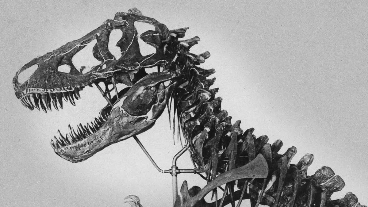 大絶滅展、お子さん連れて行くパパ/ママにちょっと盛り上がる？かもしれない豆ポイント。

このティランノサウルスは標本番号AMNH5027という方で、右顔だとピンとこないですが、正面から頑張って左顔を見てみてください。
はい、ジュラシックパークのロゴはこの方です。
※ロゴは写真反転してます。