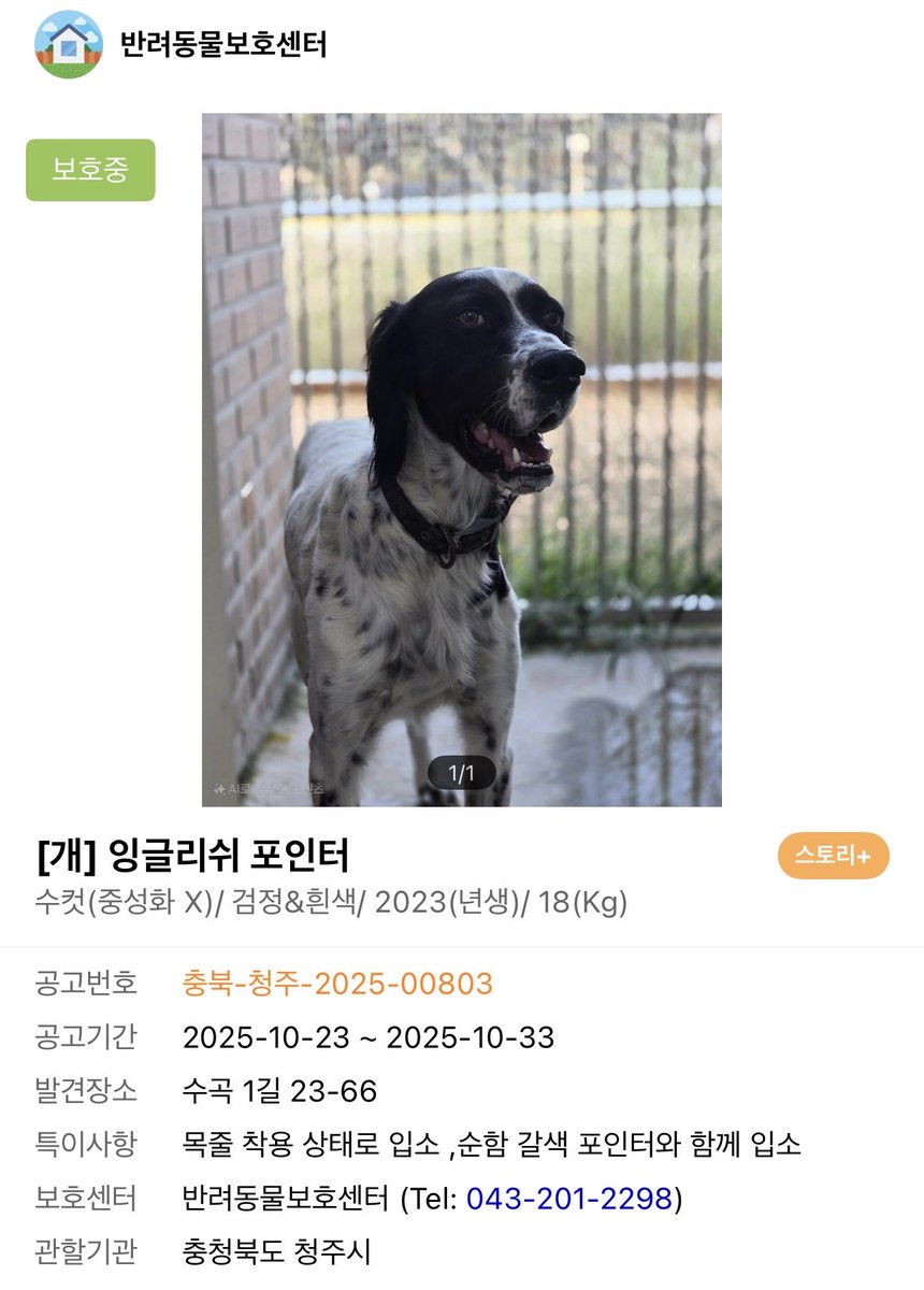 하리 쿠마 tweet media
