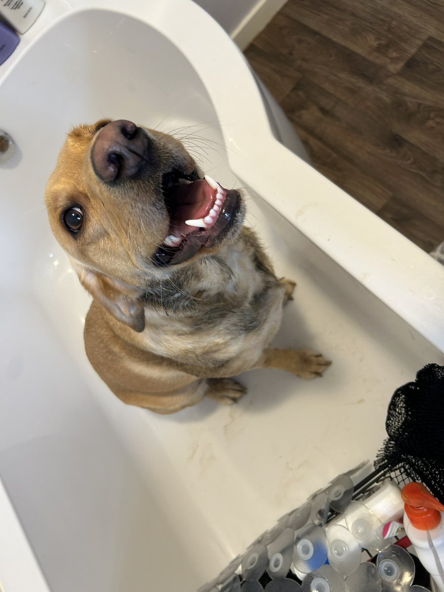 Smells worse than it looks &amp; Lola clearly has 0 regrets about her life choices