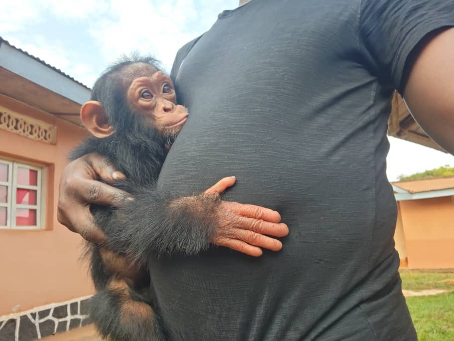 Conserv Congo tweet media