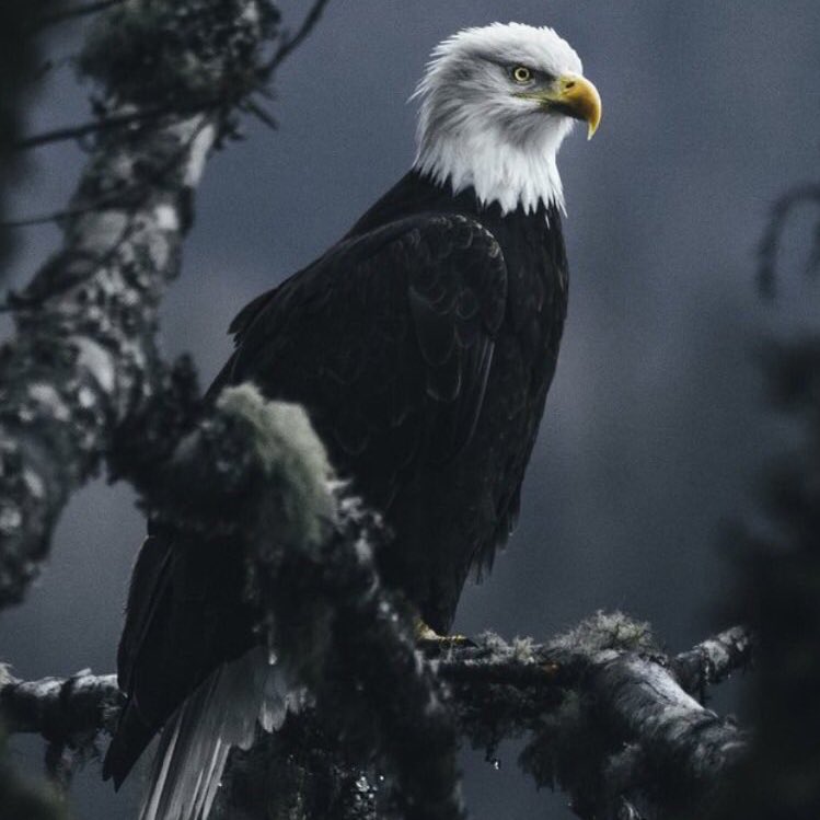 "Remzin Kartallar gibi; manileri yen, aş; lâyıktır bu vasıflar sana ey şanlı <a href="/Besiktas/">Beşiktaş JK</a> "