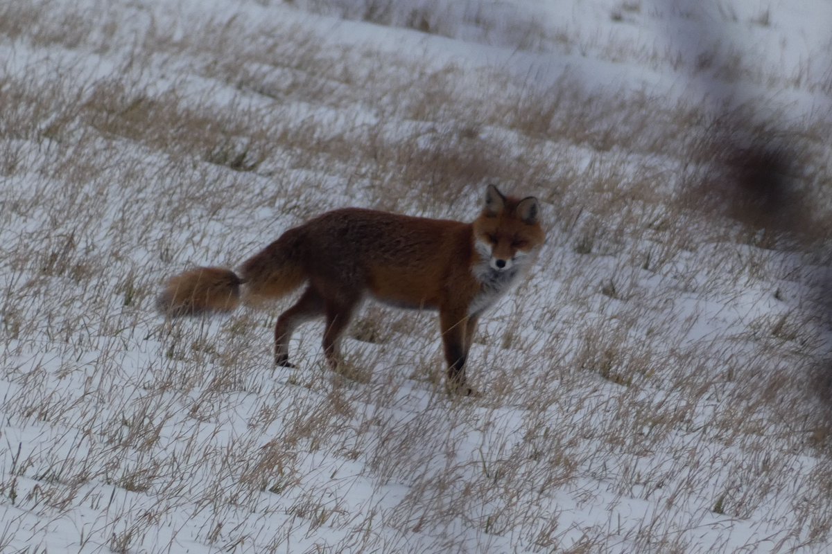 weidenroslein's tweet photo. Erfolgreiche Futtersuche...🦊
#Rotfuchs #Winter #Natur https://t.co/Sq0rISPkVa