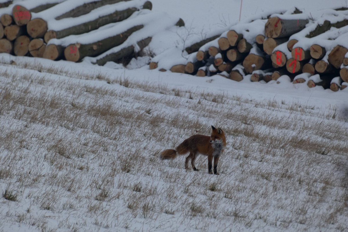 weidenroslein's tweet photo. Erfolgreiche Futtersuche...🦊
#Rotfuchs #Winter #Natur https://t.co/Sq0rISPkVa