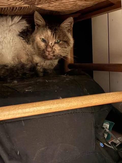 justine44 tweet media