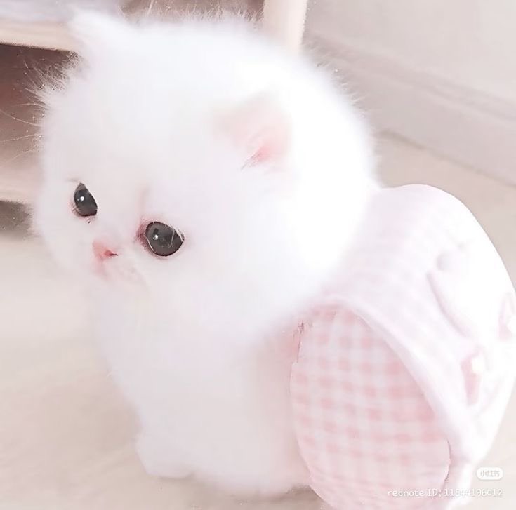 _BunnyKisses's tweet image. 