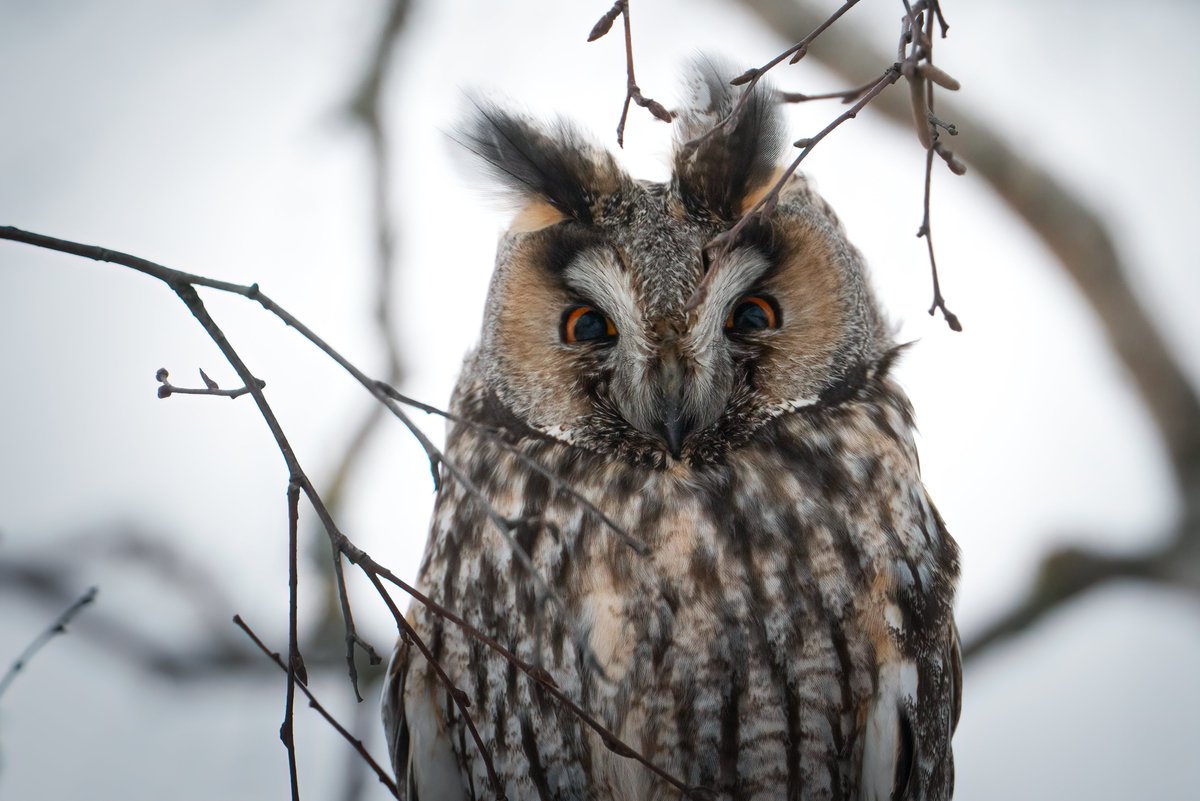 Edgars Trops tweet media