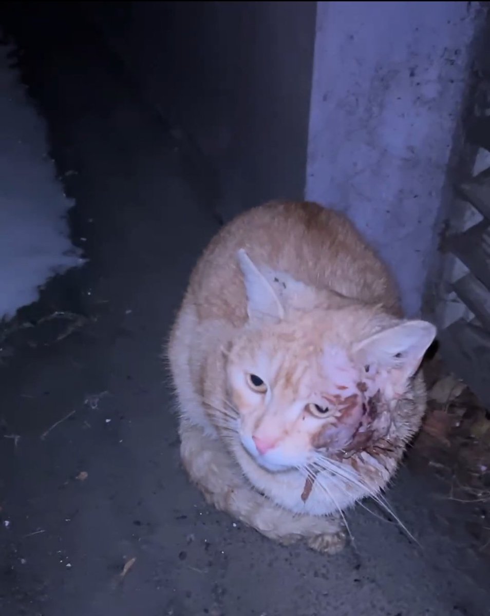Минск! Помогите спасти кота! Он ранен, ему нужна помощь! Нужен куратор и тёплая передержка, срочно! Или сразу дом и семья! По таким морозам он не жилец:(((
Если хотите помочь, сразу звоните!
+375447461009 

(Я только помогаю информационно.)