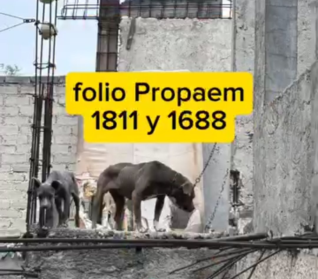 No se indignen por los perros a los que les celebran su cumpleaños o los traen en carreolas, indígnense por los que viven y vivieron toda su vida encadenados en una azotea, por los que están en las calles y todos los días son golpeados, pateados y agredidos solo por existir.