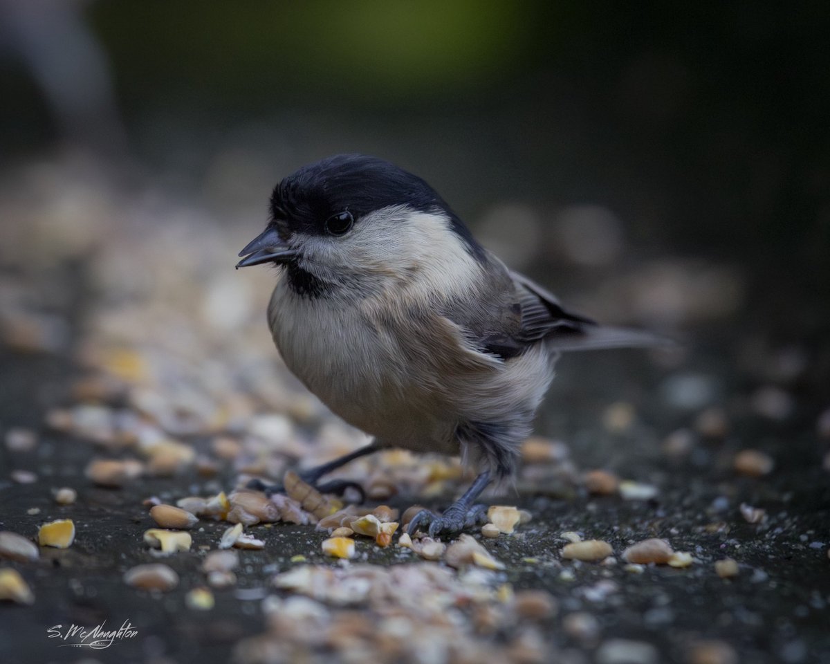 shaun mcnaughton tweet media