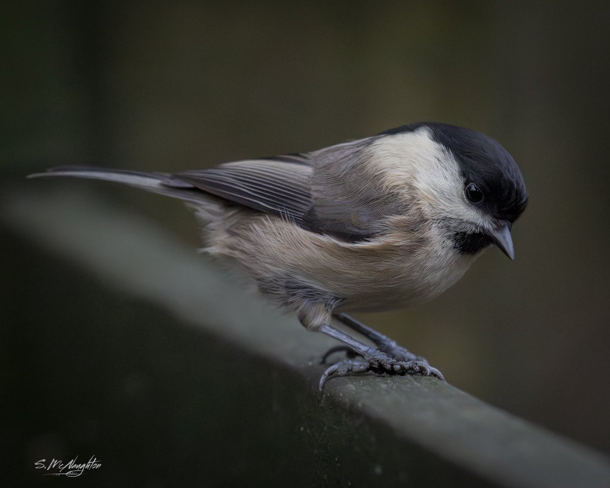 shaun mcnaughton tweet media