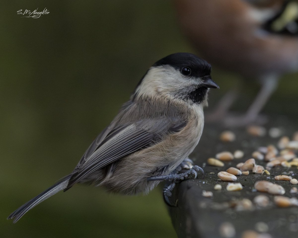 shaun mcnaughton tweet media