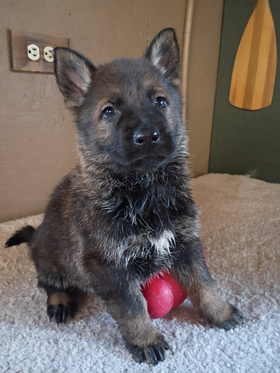 Sue Bond tweet media