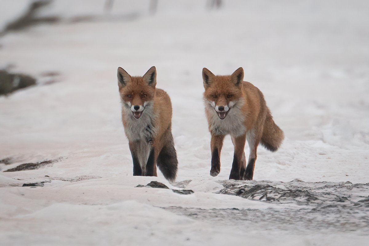 Edgars Trops tweet media