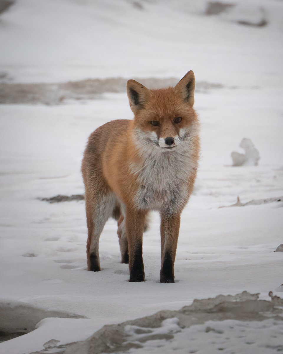 Edgars Trops tweet media