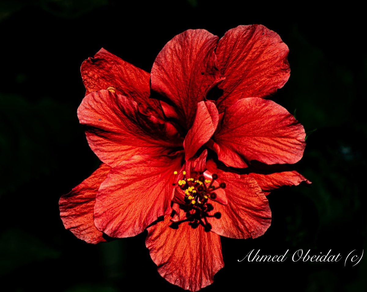 SightingsDay's tweet photo. Some flower work from yesterday in San Diego, California… while I love the four seasons in Wisconsin, it was good to take a short break from the arctic beauty 

@CanonUSA https://t.co/ut9Z6RD6RE