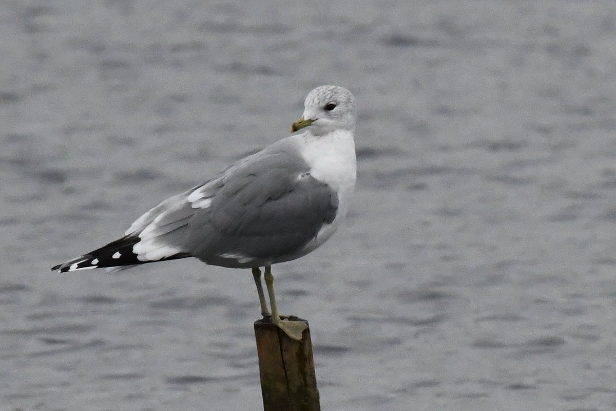 David_1953's tweet photo. A good day #birdwatching at @RSPBLeightonM #photography https://t.co/z9g1s61Dxf
