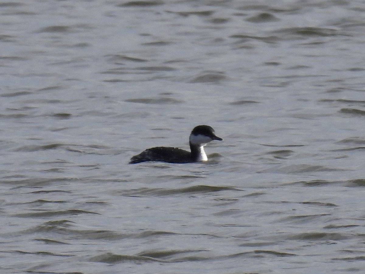 Sean Moore tweet media