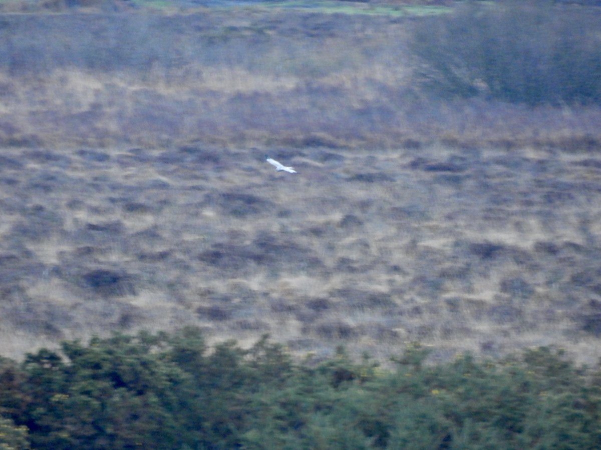 Sean Moore tweet media