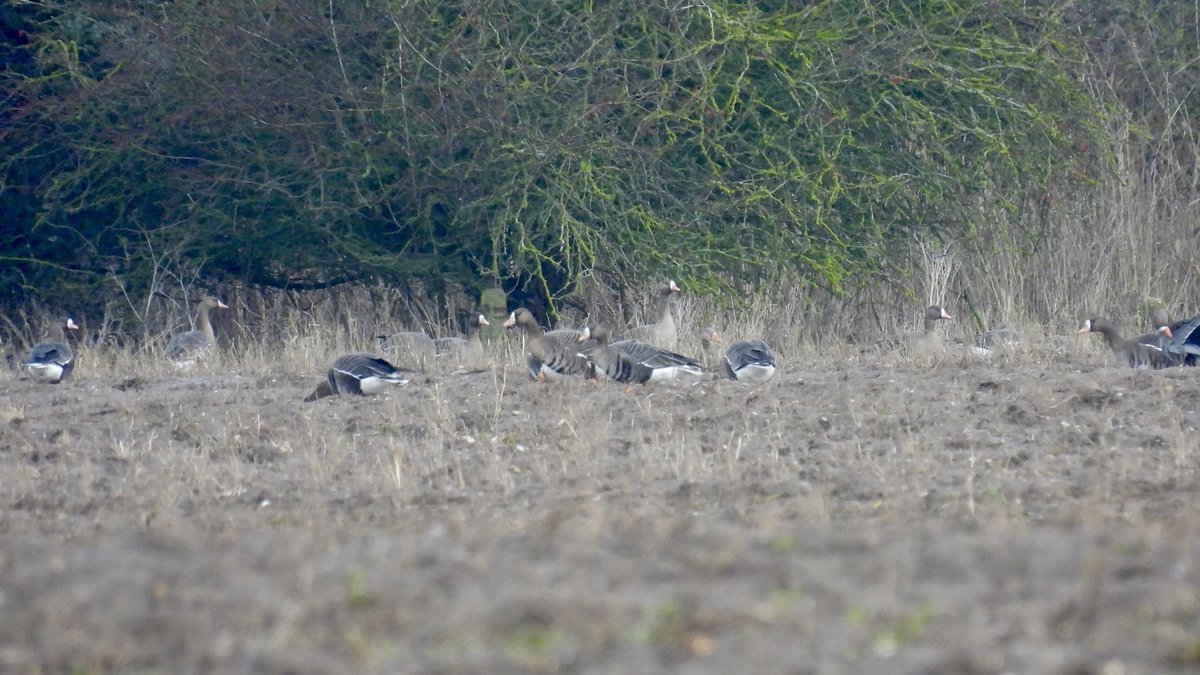 Sean Moore tweet media