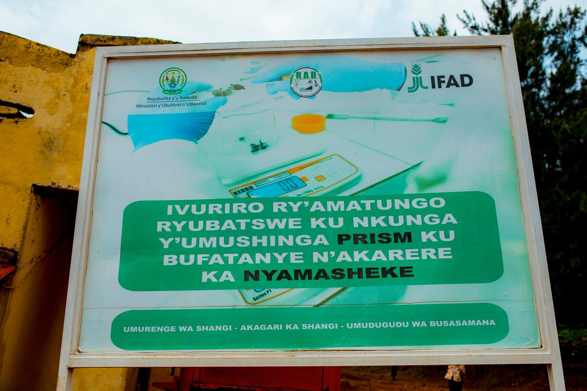 diharagirimana's tweet photo. NYABIHU, KARONGI, NYAMASHEKE AND NGORORERO DISTRICT: PRISM PROJECT DELIVERING MEASURABLE IMPACT AND RESILIENT LIVELIHOODS
Across @NyabihuDistrict, @KarongiDistr, @Nyamasheke, and @NgororeroDistr, the #PRISMProject has translated policy vision into tangible results by strengthening smallholder livestock systems, improving nutrition, and expanding inclusive economic opportunities for vulnerable households, particularly women and youth.
In @NyabihuDistrict, #PRISM interventions have supported households to build resilient livelihoods through improved small livestock production, skills development, and community-based organization.
Many beneficiary families particularly ABIHUJE GROUP have progressed toward self-reliance by expanding livestock numbers, investing in land and housing, joining savings and credit schemes, and consistently meeting education and health insurance costs, demonstrating sustained socio-economic improvement.
In @KarongiDistr, where #PRISM operates in the sectors of Gashari, Murambi, Murundi, Mutuntu, and Ruganda, the project has combined livestock support, market infrastructure development, slaughter house building, extensive training, and the formation of self-help groups.
These interventions have enabled households to increase incomes, invest in productive assets, strengthen savings culture, and diversify income-generating activities, reinforcing long-term resilience and entrepreneurship.
In @Nyamasheke, #PRISM has achieved large-scale outreach across Mahembe, Gihombo, Kirimbi, Cyato, and Rangiro sectors, covering 12 cells.
The project distributed:
✅19,160 chickens to 1,779 households
✅1,585 goats to 893 households
✅842 pigs to 600 households
These livestock assets have significantly improved household income, food security, and nutrition, while enabling families to reinvest in housing, education, health insurance, and savings mechanisms.
In @NgororeroDistr, #PRISM operates in Bwira, Kageyo, Kavumu, Matyazo, and Nyange sectors, delivering some of the project’s most comprehensive interventions.
Key achievements include:
✅Construction of a Veterinary Clinic in Ngororero Sector, providing animal diagnosis and treatment services
✅Establishment of a Small Livestock Market in Kabaya Sector, improving access to trade and market opportunities
✅Distribution of 20,700 chickens to 2,019 households
Distribution of 664 pigs and 1,332 goats to 443 households
✅Provision of 129 water tanks to 127 households and 2 groups
✅Distribution of 3,492 avocado seedlings to 1,164 households, alongside vegetable seeds (beetroot, carrot, and amaranthus) to combat malnutrition
Chickens and pigs were provided together with basic animal feed and materials for constructing animal shelters, ensuring animal welfare and productivity from the start.
Across these four districts, #PRISM’s results clearly show that livestock distribution combined with infrastructure, skills, nutrition-sensitive agriculture, and market access leads to lasting transformation.
The project has enabled households to build assets, strengthen food and nutrition security, participate in financial systems, and invest confidently in future generations, affirming #PRISM as a driver of inclusive and resilient rural development in Rwanda.
A special thanks goes to @RwandaAgri, @RwandaAgriBoard, @IFAD, and @HeiferRwanda for their invaluable support in making these transformations possible. We also extend gratitude to district and sector and all the resilient farmers who shared their stories.
#PRISMimpact