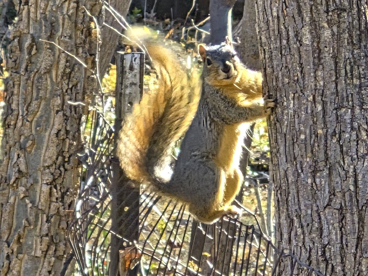 SquirrelsLos's tweet photo. Why hello https://t.co/S4T2jY90sx
