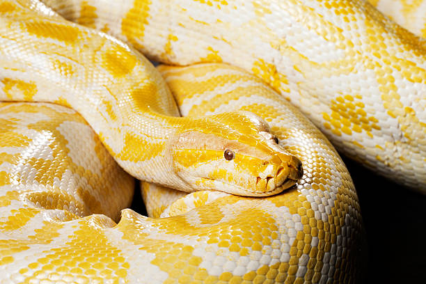 Housemates looking like:
#BBMzanziS6