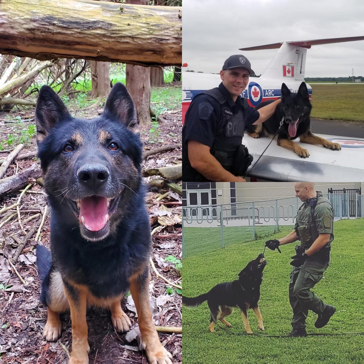LdnPoliceAssoc's tweet photo. Out hearts are broken for K9 Max who was laid to rest.  Max served the community from 2015 to 2022, with handlers Theresa Clayton and Mike Tountas.
At the conclusion of his K9 career he lived a well deserved life with Mike and family.
Thank you for your service Max.
End of watch. https://t.co/RMioQqpQpe