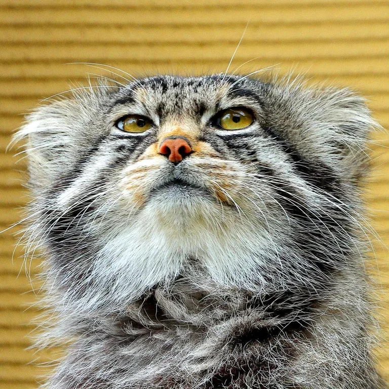 Voice From Above tweet media