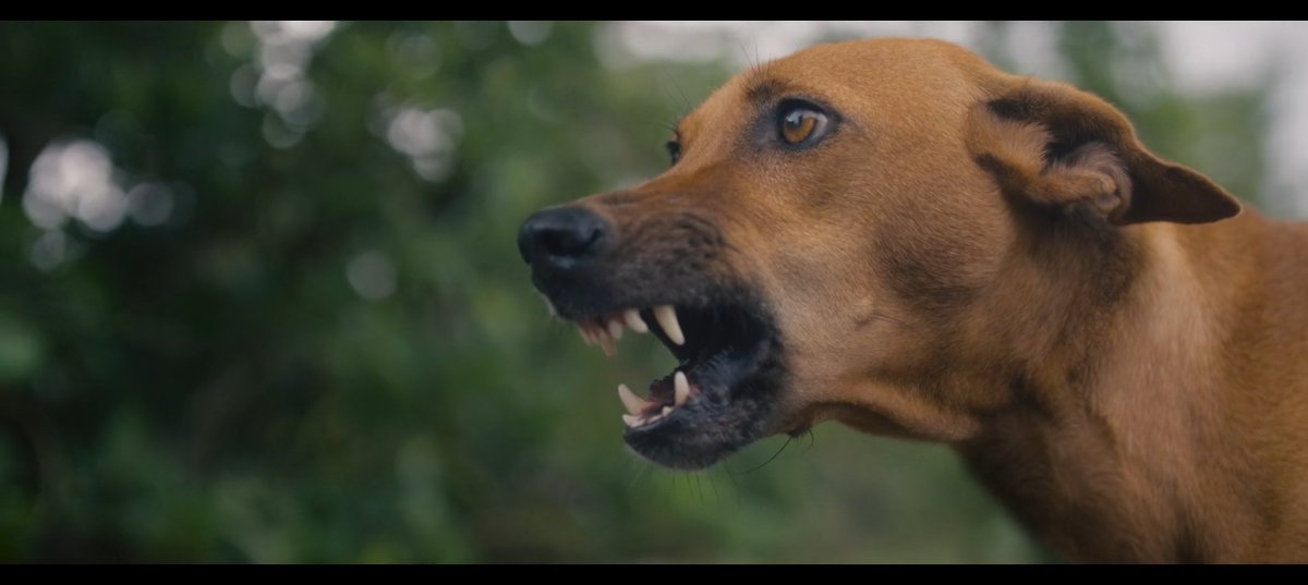 Nandhan_Talkz's tweet image. #Eko படத்தில் பயன்படுத்திய நாய்கள் பற்றி இயக்குனர் : 

எக்கோ படத்துல  நாய்கள் தான் முக்கியமான கதாபாத்திரங்கள்.
அத்தனை நாய்களை வாங்கி டிரெயினிங் கொடுக்கிறது பெரிய சவாலா இருந்துச்சு.

பெல்ஜியம் மலினாய்ஸ்னு ஒரு ப்ரீட் இருக்கு. அதுக்கு பயிற்சி கொடுப்பது ஈஸி தான். ஆனா அந்த நாய் இல்லாம