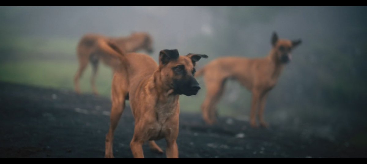 Nandhan_Talkz's tweet image. #Eko படத்தில் பயன்படுத்திய நாய்கள் பற்றி இயக்குனர் : 

எக்கோ படத்துல  நாய்கள் தான் முக்கியமான கதாபாத்திரங்கள்.
அத்தனை நாய்களை வாங்கி டிரெயினிங் கொடுக்கிறது பெரிய சவாலா இருந்துச்சு.

பெல்ஜியம் மலினாய்ஸ்னு ஒரு ப்ரீட் இருக்கு. அதுக்கு பயிற்சி கொடுப்பது ஈஸி தான். ஆனா அந்த நாய் இல்லாம