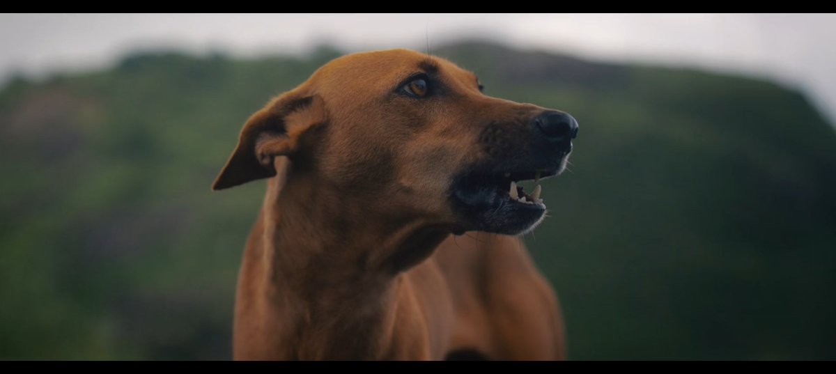 Nandhan_Talkz's tweet image. #Eko படத்தில் பயன்படுத்திய நாய்கள் பற்றி இயக்குனர் : 

எக்கோ படத்துல  நாய்கள் தான் முக்கியமான கதாபாத்திரங்கள்.
அத்தனை நாய்களை வாங்கி டிரெயினிங் கொடுக்கிறது பெரிய சவாலா இருந்துச்சு.

பெல்ஜியம் மலினாய்ஸ்னு ஒரு ப்ரீட் இருக்கு. அதுக்கு பயிற்சி கொடுப்பது ஈஸி தான். ஆனா அந்த நாய் இல்லாம