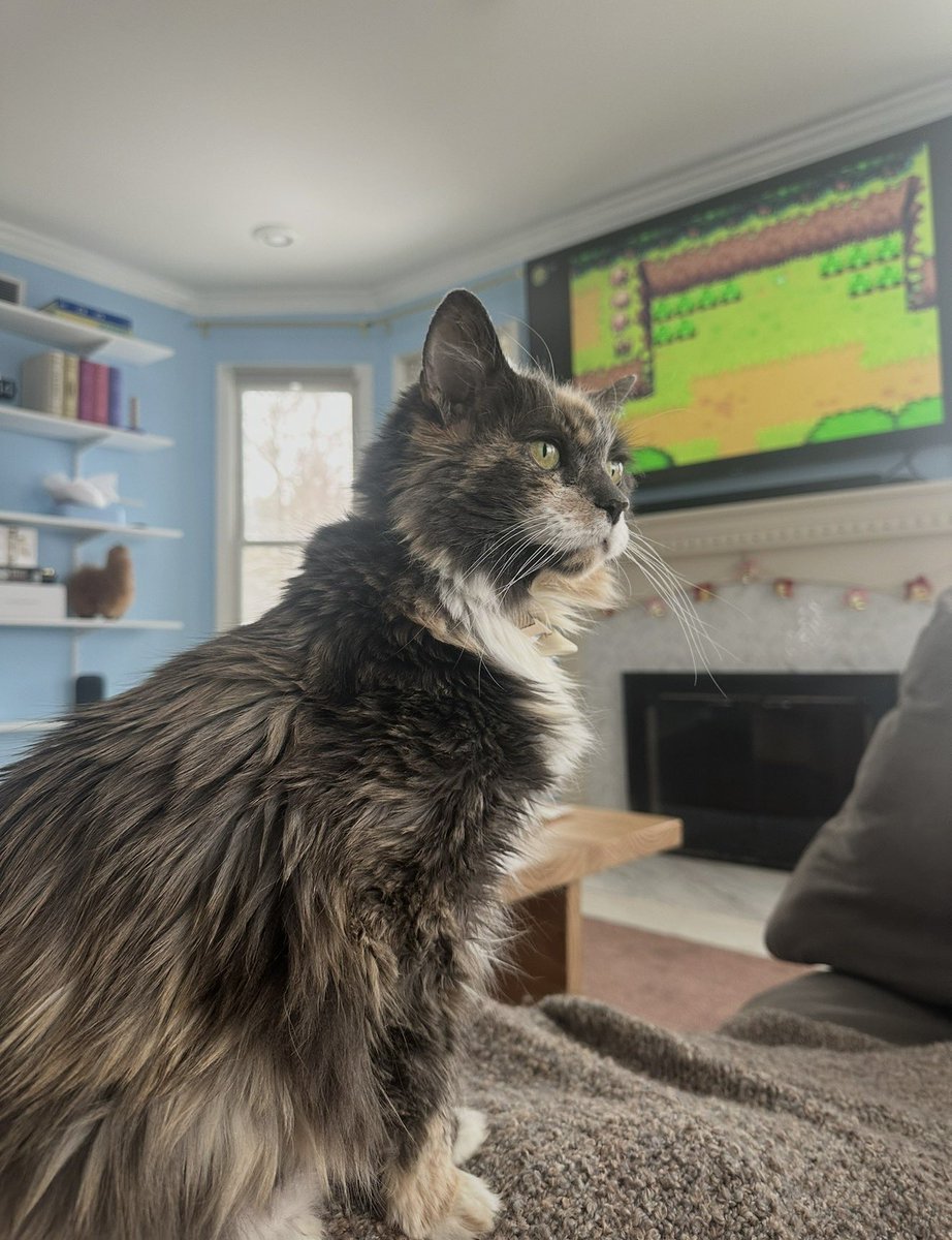 wattles 💎 tweet media