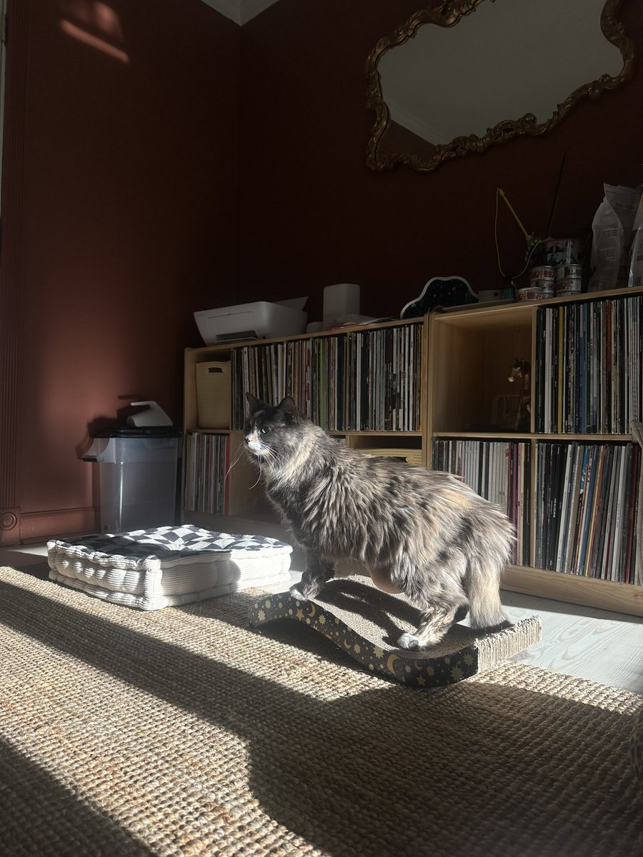 wattles 💎 tweet media