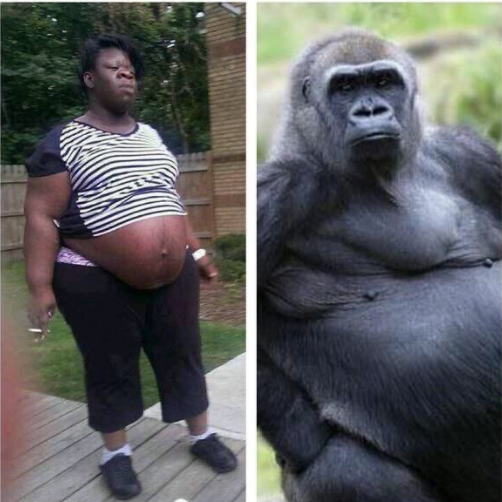 NikLovin tweet media