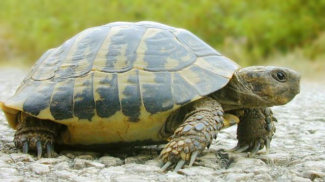Özünə bir şey lazım olanda padruqam/ mənə bir şey lazım olanda padruqam