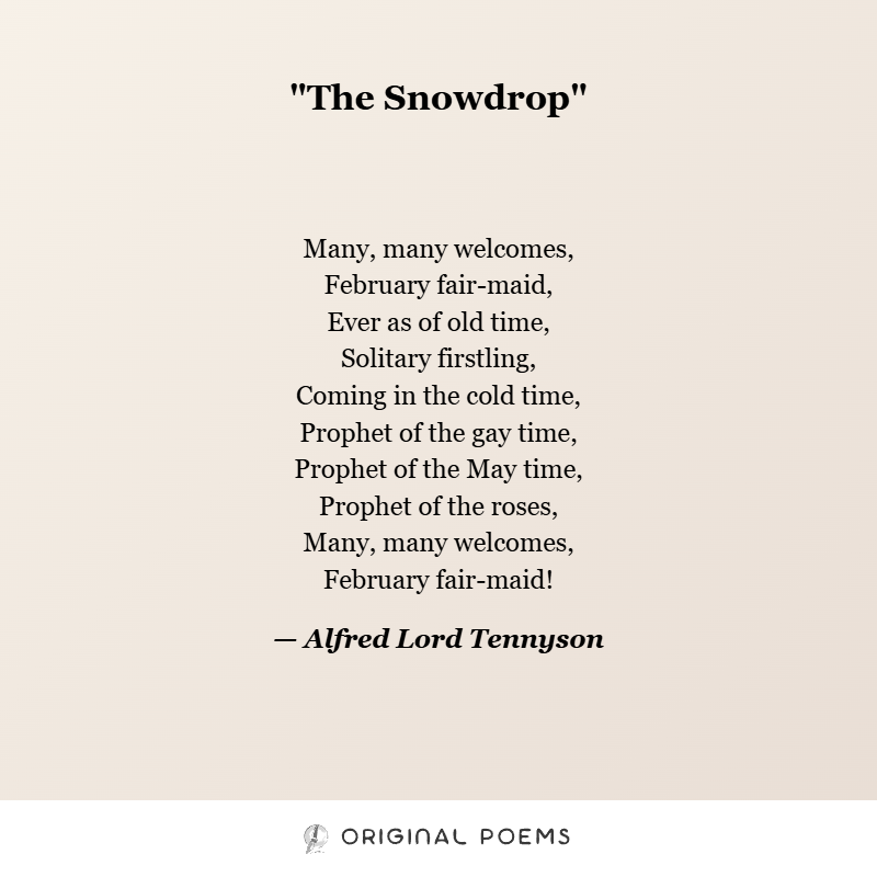 0riginalpoems's tweet photo. In The Snowdrop, Tennyson welcomes the earliest flower of the year, small, brave, and prophetic, a reminder that even in the coldest months, renewal has already begun.  #Poetry #AlfredLordTennyson #OriginalPoems https://t.co/SwZJ4Io0Pa