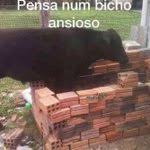 Quack ✏️ tweet media